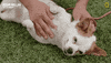 Dog GIF by National Geographic Channel