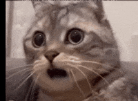 What The Hell Wtf GIF