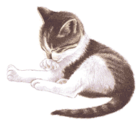 gatos STICKER