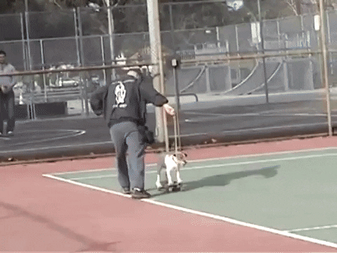heydudemeg giphygifmaker uggie uggie skateboarding GIF