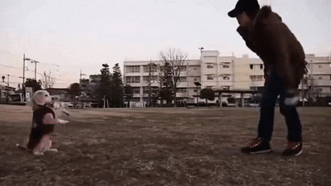 dog ball GIF