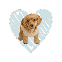 Campcockertyke Sticker by Camp Cocker Rescue