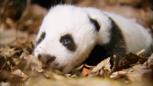sleepy panda GIF