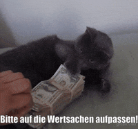 unsereoebb cat katze oebb weltkatzentag GIF