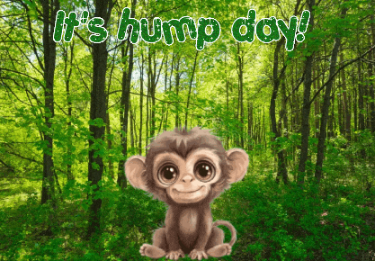 Monkey Expressions GIF