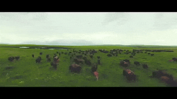 montana GIF