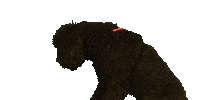 Dog Serve Sticker by World Servants