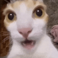 cat shocked shocked cat epicber GIF