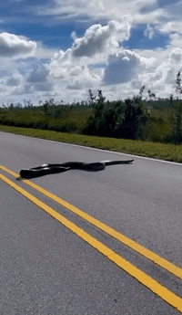 Giant Python Slithers Across Road 