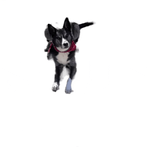 Dogs Puppies GIF by Everything LifeSaving