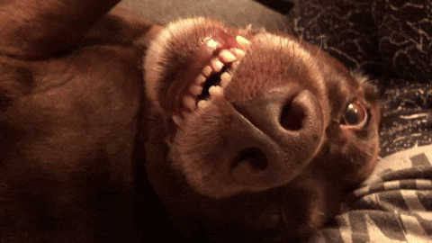 SarahBreckley dog what angry scared GIF
