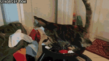 cat laser GIF by Cheezburger