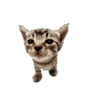 Cat Kitty Sticker