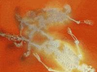 Everlong GIF by Foo Fighters