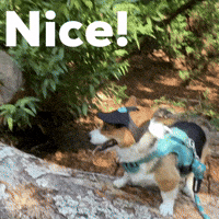 Corgi Milo GIF