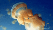 national geographic golden jellyfish GIF by Nat Geo Wild