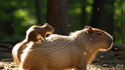 Squirrel Capybara GIF by Studio Voisier