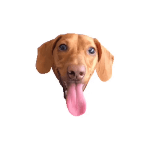 beangoods #dachshund #wienerdog #doggo #tongueouttuesday GIF