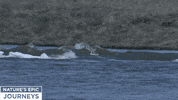 drowning nature's epic journeys GIF by BBC Earth