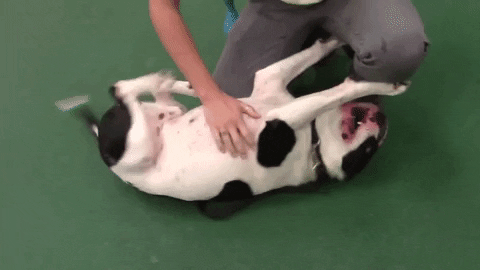 Happy Mickey Mouse GIF by Nebraska Humane Society