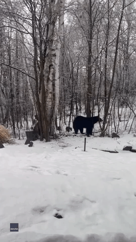 Momma Bear and Cubs Stroll Through Minnesota Backyard