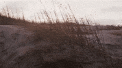 North Carolina Beach GIF by MaRynn Taylor