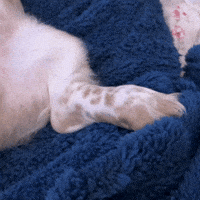 Noodle GIF