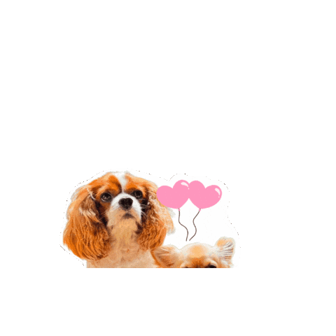 Cavalierkingcharlesspaniel Sticker