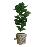 Plant Fiddle Sticker by Easycraft