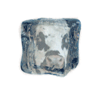 Ice Cow Sticker by Omrop Fryslân