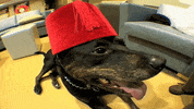 dog tongue GIF by South Park 