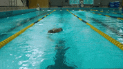 fitness swimming GIF by Western Illinois University