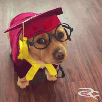 Graduation GIF by Respective