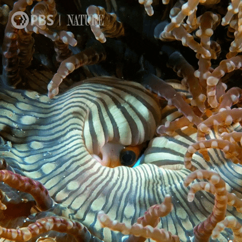 Pbs Nature Ocean GIF by Nature on PBS