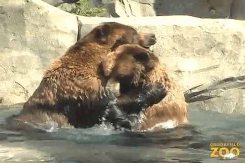 Grizzly Bear Wrestling GIF by Brookfield Zoo Chicago