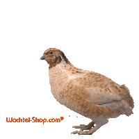Wachtel-Shop quail quails wachtel wachtel-shop Sticker