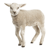 sheep lamb Sticker by Heifer International