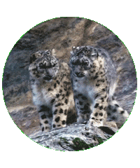 Барс Sticker by kchr