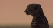 african cats cheetah GIF by Head Like an Orange