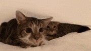 Good Morning Cats GIF
