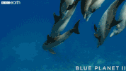 playing blue planet GIF by BBC Earth