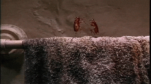 Place Cockroaches GIF