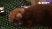sea otter nom GIF by Monterey Bay Aquarium