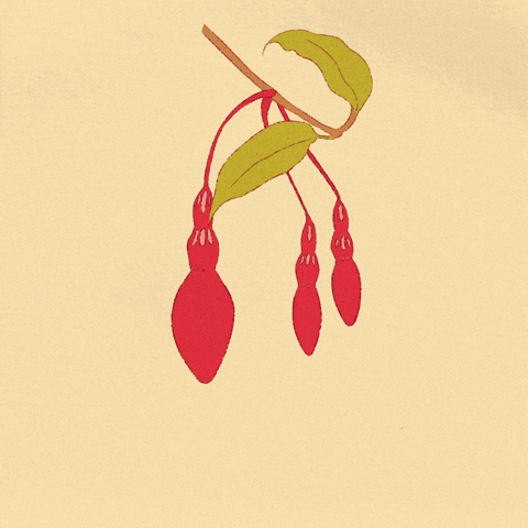 fromcecily giphyupload animation flowers spring GIF