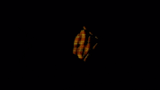 Video Art GIF by cskonopka