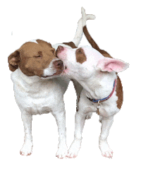 Bite Pitbull Sticker by Red Beard