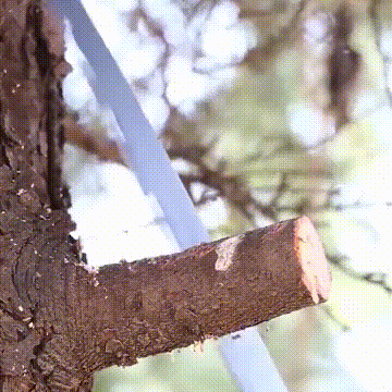 MundoPrime giphyupload GIF