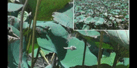 Flower Water GIF by DIIMSA Stock