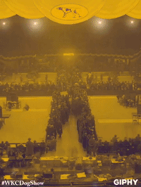 wkcdogshow GIF by Westminster Kennel Club