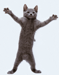 Dance Cat GIF